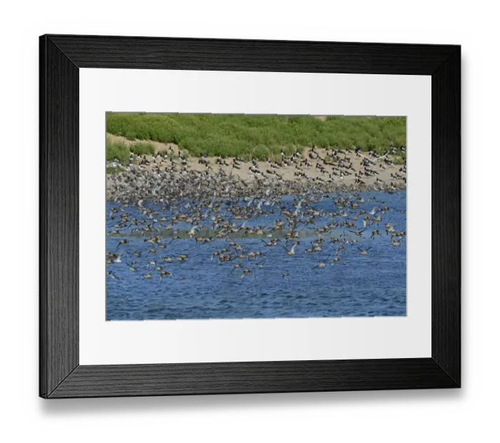 Framed Print : Knot Calidris canutus arriving at high tide roost on pits at Snettisham RSPB Reserve Framed Print : Knot Calidris canutus arriving at high tide roost on pits at Snettisham RSPB Reserve