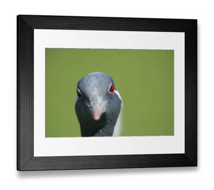 Framed Print : Demoiselle Crane Anthropoides virgo Rajasthan India winter Framed Print : Demoiselle Crane Anthropoides virgo Rajasthan India winter