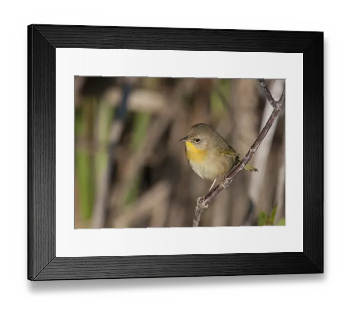 Framed Print : Yellowthroat Geothlypis trichas female Florida Everglades