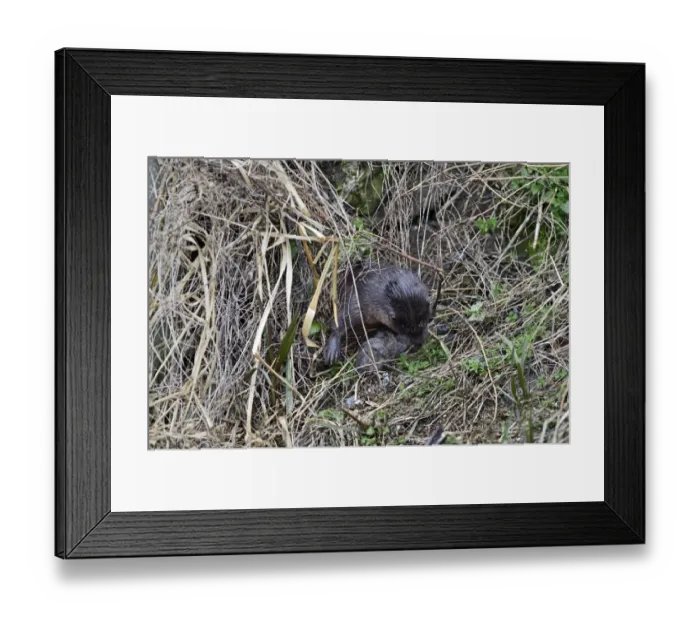 Framed Print : European Otter (Eurasian River Otter) Lutra lutra catching Water Vole on River Thet Framed Print : European Otter (Eurasian River Otter) Lutra lutra catching Water Vole on River Thet