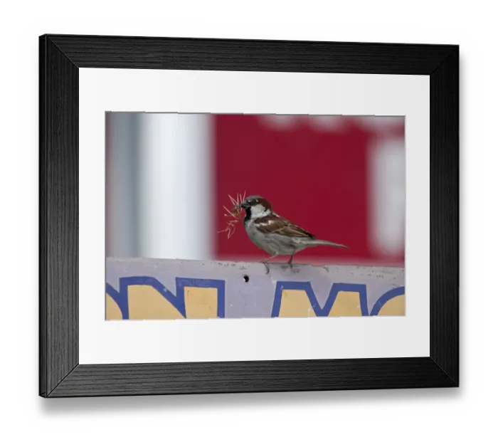 Framed Print : House Sparrow Passer domesticus nesting in Purple Martin house Florida USA Framed Print : House Sparrow Passer domesticus nesting in Purple Martin house Florida USA