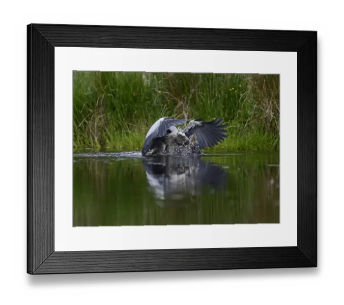 Framed Print : Grey Heron Ardea cinerea with large rainbow trout Scotland July Framed Print : Grey Heron Ardea cinerea with large rainbow trout Scotland July