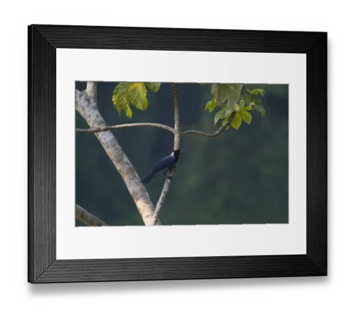 Framed Print : Violaceous Jay Cyanocorax violaceus Tambopata Peru Framed Print : Violaceous Jay Cyanocorax violaceus Tambopata Peru