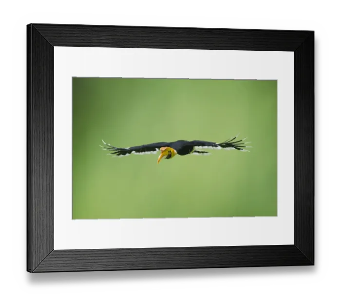 Framed Print : Great Hornbill (Buceros bicornis) also known as Great Indian Hornbill and Great Pied Framed Print : Great Hornbill (Buceros bicornis) also known as Great Indian Hornbill and Great Pied