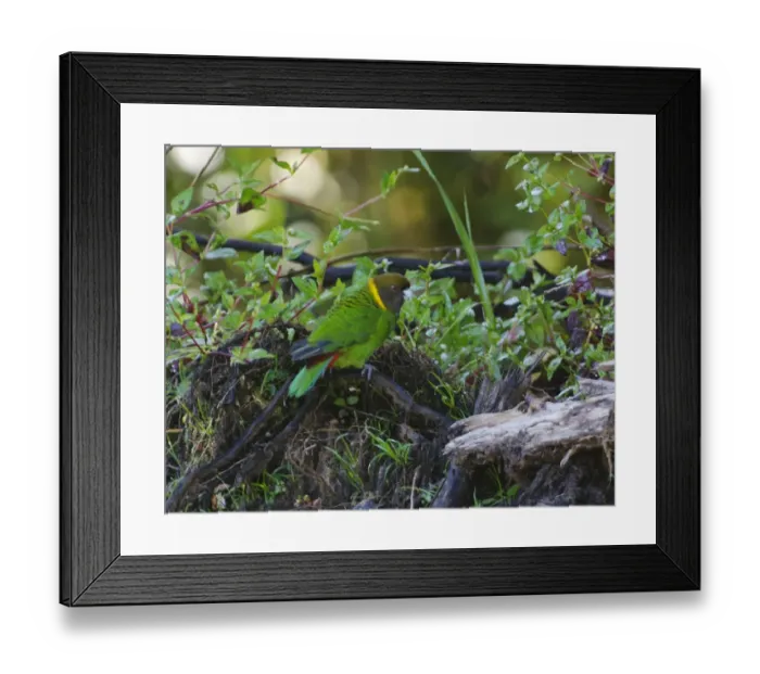 Framed Print : Painted Tiger-Parrot Psittacella picta Tari Gap Papua New Guinea Framed Print : Painted Tiger-Parrot Psittacella picta Tari Gap Papua New Guinea