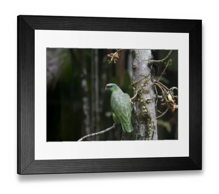 Framed Print : Festive Parrot Amazona festiva Iquitos Amazon Peru