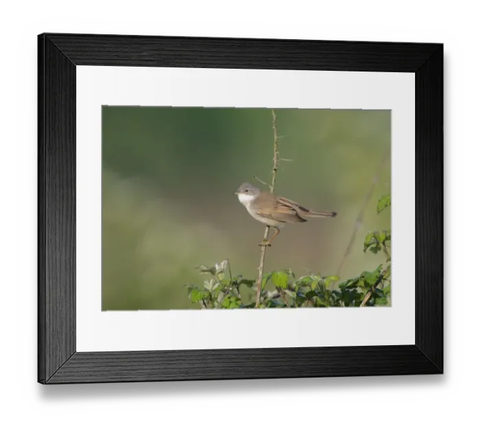 Framed Print : Whitethroat Sylvia communis male Norfolk spring Framed Print : Whitethroat Sylvia communis male Norfolk spring