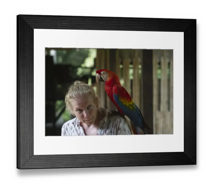 Framed Print : Hand reared Scarlet Macaw Ara macao at Tambopata, Research Centre Amazon Rainforest Peru Framed Print : Hand reared Scarlet Macaw Ara macao at Tambopata, Research Centre Amazon Rainforest Peru