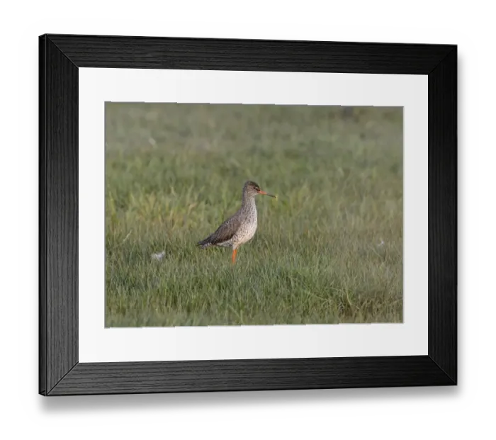 Framed Print : Redshank Tringa totanus breeding in water meadow Cley Norfolk May Framed Print : Redshank Tringa totanus breeding in water meadow Cley Norfolk May