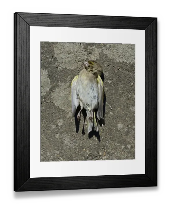 Framed Print : Dead Greenfinch Carduelis chloris in garden Norfolk