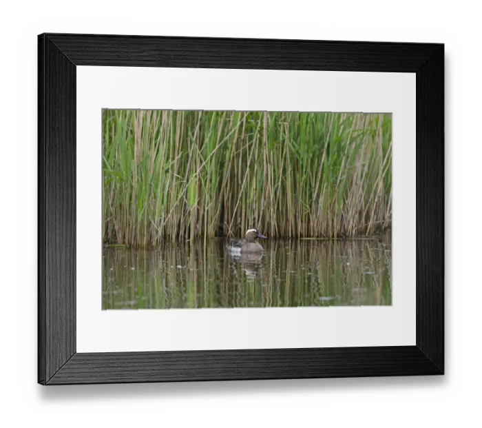 Framed Print : Garganey Anas querquedula male Cley Norfolk spring Framed Print : Garganey Anas querquedula male Cley Norfolk spring