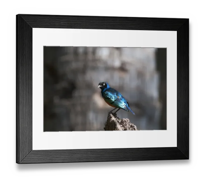 Framed Print : Superb Starling Lamprotornis superbus DSamburu Kenya East Africa Framed Print : Superb Starling Lamprotornis superbus DSamburu Kenya East Africa