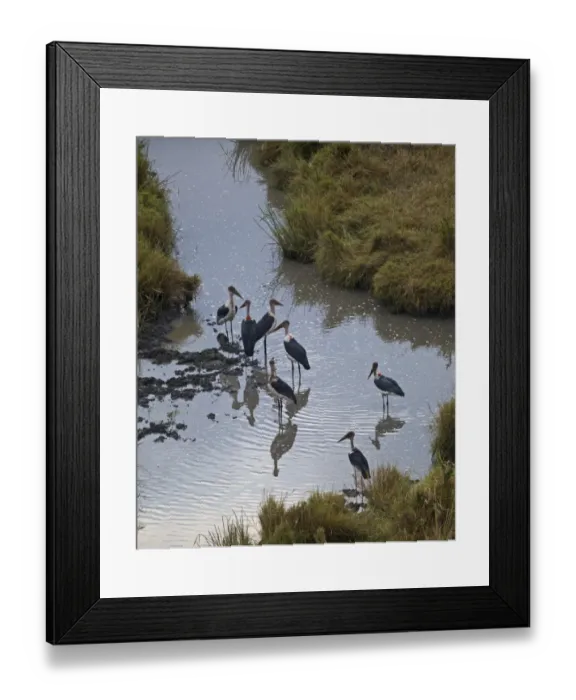 Framed Print : Marabou Storks Leptoptilos crumeniferus Masai Mara Kenya Framed Print : Marabou Storks Leptoptilos crumeniferus Masai Mara Kenya