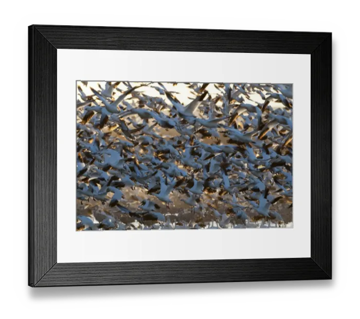 Framed Print : Snow Geese Chen carulescens taking flight at dawn Bosque del Apache New Mexico USA Framed Print : Snow Geese Chen carulescens taking flight at dawn Bosque del Apache New Mexico USA