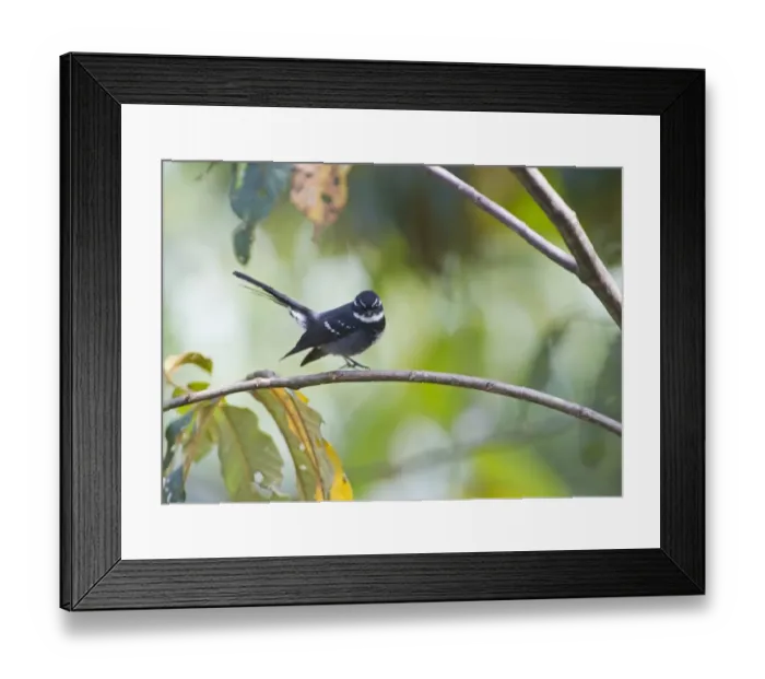 Framed Print : Friendly Fantail Rhipidura albolimbata Tari Southern Highlands Papua New Guinea Framed Print : Friendly Fantail Rhipidura albolimbata Tari Southern Highlands Papua New Guinea