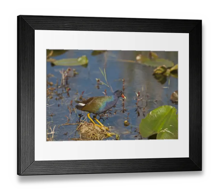 Framed Print : American Purple Gallinule Porphyrio mantrinica Florida Everglades USA Framed Print : American Purple Gallinule Porphyrio mantrinica Florida Everglades USA