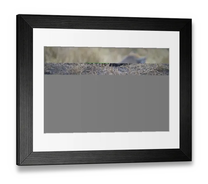Framed Print : Spotted Hyena Crocuta crocuta pup Masai Mara Kenya Framed Print : Spotted Hyena Crocuta crocuta pup Masai Mara Kenya