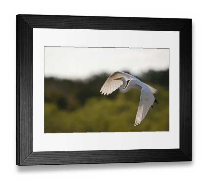 Framed Print : Great White Egret Ardea alba Florida Everglades USA Framed Print : Great White Egret Ardea alba Florida Everglades USA