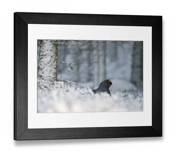 Framed Print : Capercailie Tetrao urogallus male in winter Highlands Scotland February Framed Print : Capercailie Tetrao urogallus male in winter Highlands Scotland February