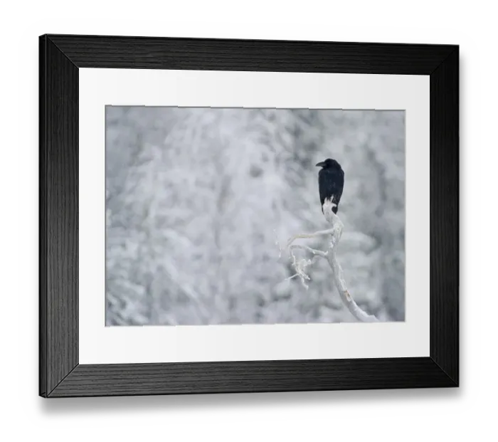 Framed Print : Raven Corvus corax Finland winter Framed Print : Raven Corvus corax Finland winter