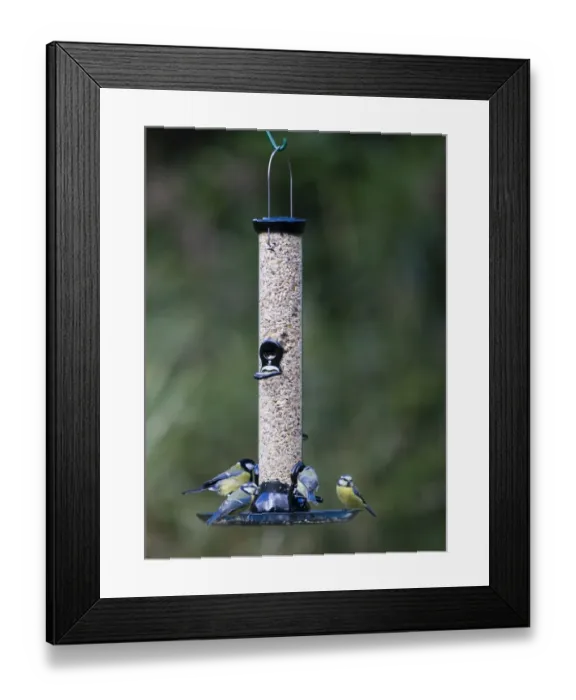 Framed Print : 005690 Framed Print : 005690