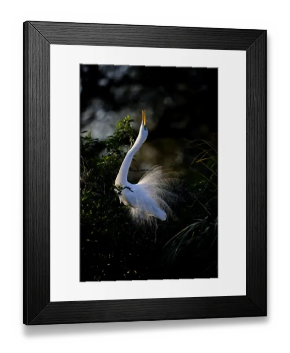 Framed Print : Great Egret Ardea alba displaying at nest St Augustine Florida USA Framed Print : Great Egret Ardea alba displaying at nest St Augustine Florida USA