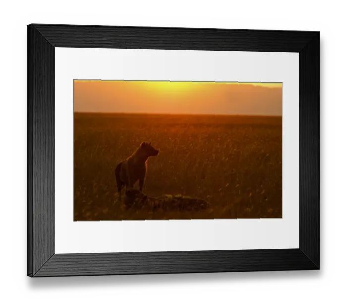 Framed Print : Spotted Hyena Crocuta crocuta Masai Mara Kenya Framed Print : Spotted Hyena Crocuta crocuta Masai Mara Kenya