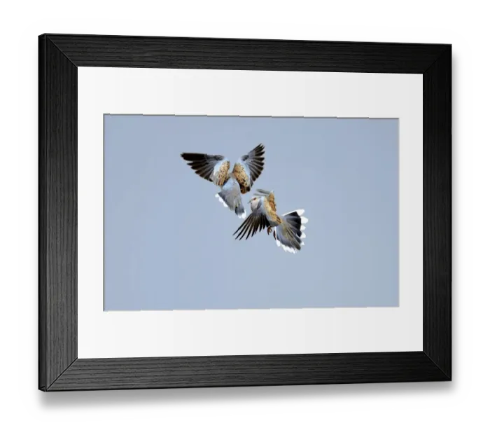 Framed Print : Turtle Doves Streptopelia turtur fighting Norfolk June Framed Print : Turtle Doves Streptopelia turtur fighting Norfolk June