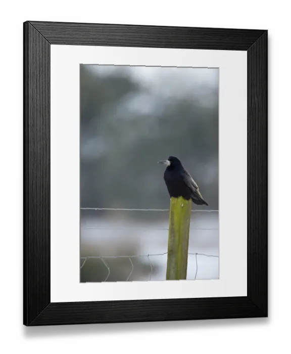Framed Print : Rook Corvus frugilegus Norfolk wnter Framed Print : Rook Corvus frugilegus Norfolk wnter