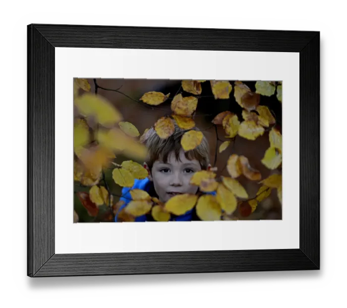 Framed Print : Young boy peeping through beech leaves in woodland in autumn Norfolk Framed Print : Young boy peeping through beech leaves in woodland in autumn Norfolk
