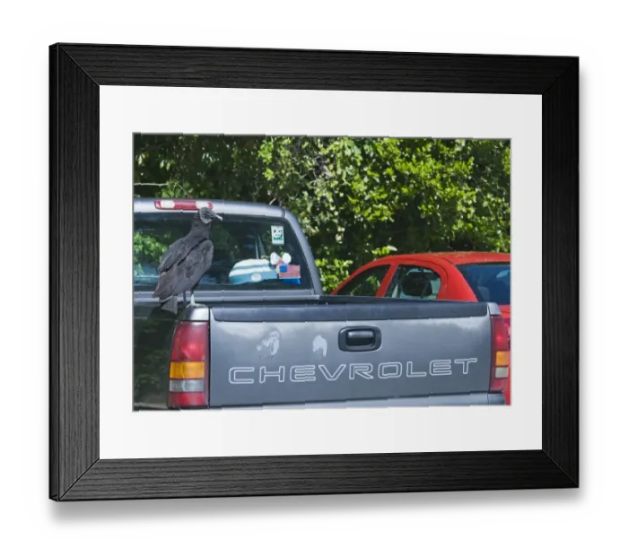 Framed Print : American Black Vulture Coragyps atratus in car park at Anhinga Trail Florida Framed Print : American Black Vulture Coragyps atratus in car park at Anhinga Trail Florida