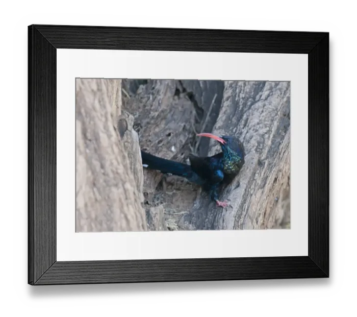 Framed Print : Green Wood-hoopoe Phoeniculus purpureus Samburu Kenya Framed Print : Green Wood-hoopoe Phoeniculus purpureus Samburu Kenya