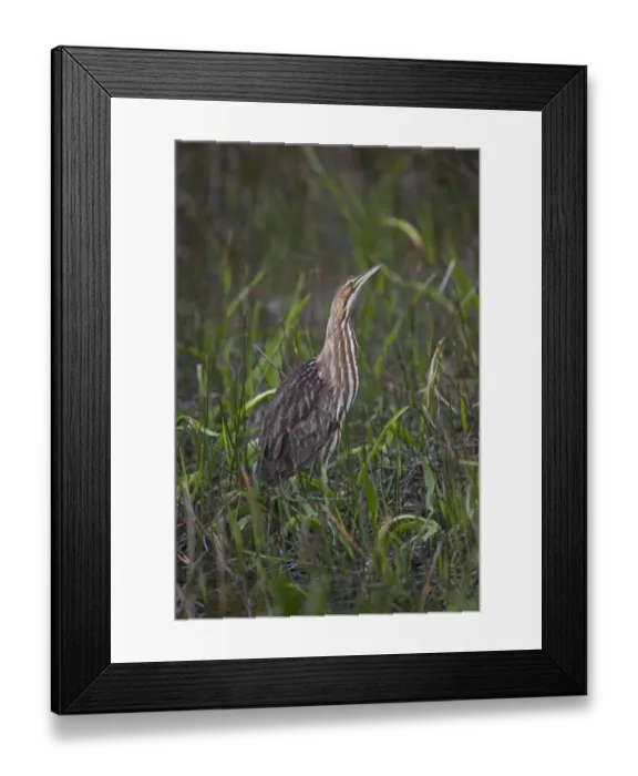 Framed Print : American Bittern Botaurus lentigonosus Florida Everglades USA Framed Print : American Bittern Botaurus lentigonosus Florida Everglades USA