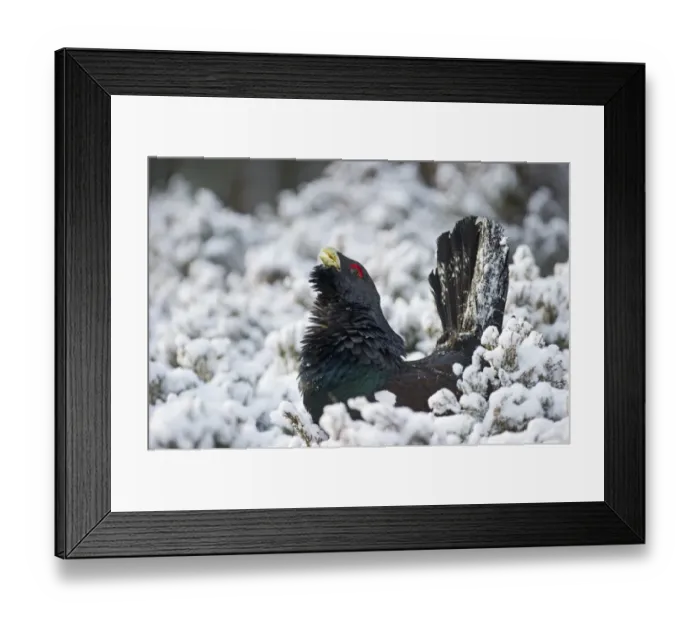 Framed Print : Capercailie Tetrao urogallus rogue male displaying Highlands Scotland February Framed Print : Capercailie Tetrao urogallus rogue male displaying Highlands Scotland February