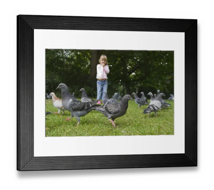 Framed Print : Young girl feeding Feral Pigeons in park Tonbridge Kent summer Framed Print : Young girl feeding Feral Pigeons in park Tonbridge Kent summer