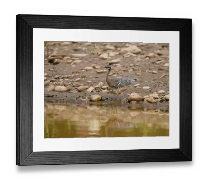 Framed Print : Sunbittern Eurypyga helias Amazon Peru Framed Print : Sunbittern Eurypyga helias Amazon Peru