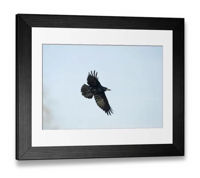 Framed Print : Rook Corvus frugilegus Norfolk spring