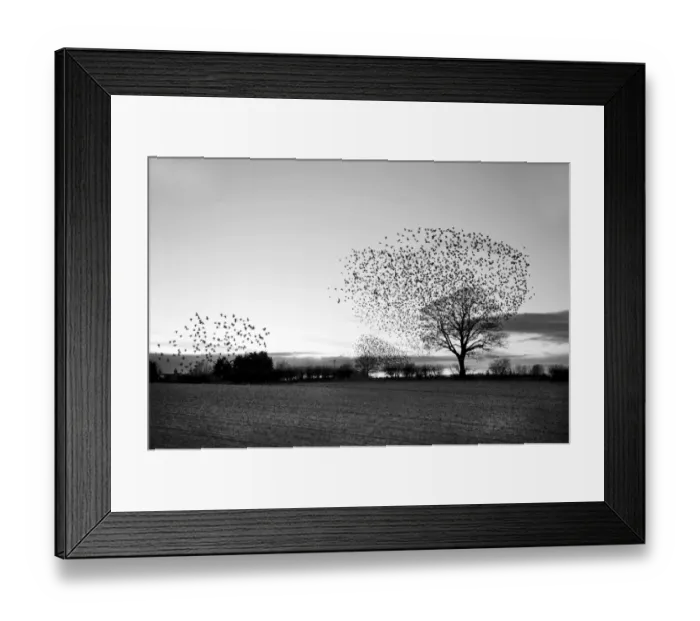 Framed Print : Starlings Sturnus vulgarus arriving at roost Gretna Dumfries Scotland December Framed Print : Starlings Sturnus vulgarus arriving at roost Gretna Dumfries Scotland December