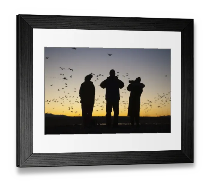 Framed Print : Birders watching dawn flight of Snow Geese at Bosque del Apache New Mexico USA November