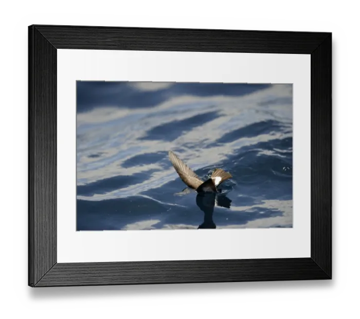 Framed Print : New Zealand Storm Petrel Oceanites maorianus Hauraki Gulf off North Island New Zealand Framed Print : New Zealand Storm Petrel Oceanites maorianus Hauraki Gulf off North Island New Zealand