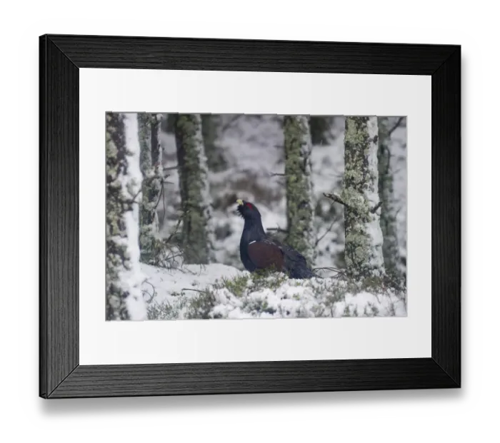 Framed Print : Capercailie Tetrao urogallus male in winter Highlands Scotland February