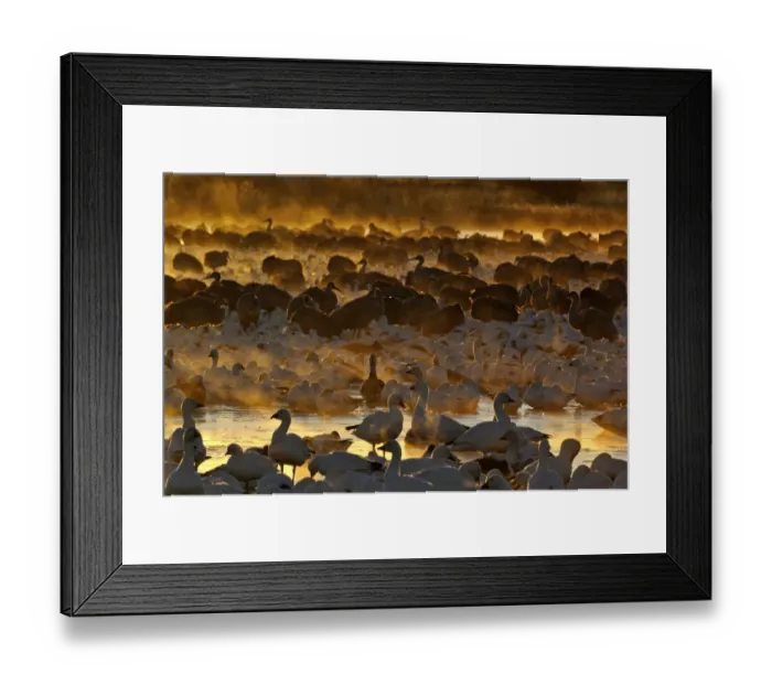 Framed Print : Snow Geese (Chen caerulescens) at dawn Bosque del Apache New Mexico USA winter Framed Print : Snow Geese (Chen caerulescens) at dawn Bosque del Apache New Mexico USA winter