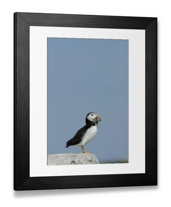 Framed Print : Puffin Fratercula arctica with beak full of sand eels Inner Farne Farne Islands Northumberland