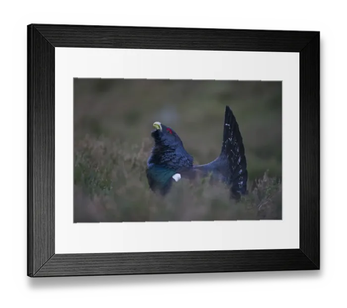 Framed Print : Capercailie Tetrao urogallus rogue male displaying Highlands Scotland February