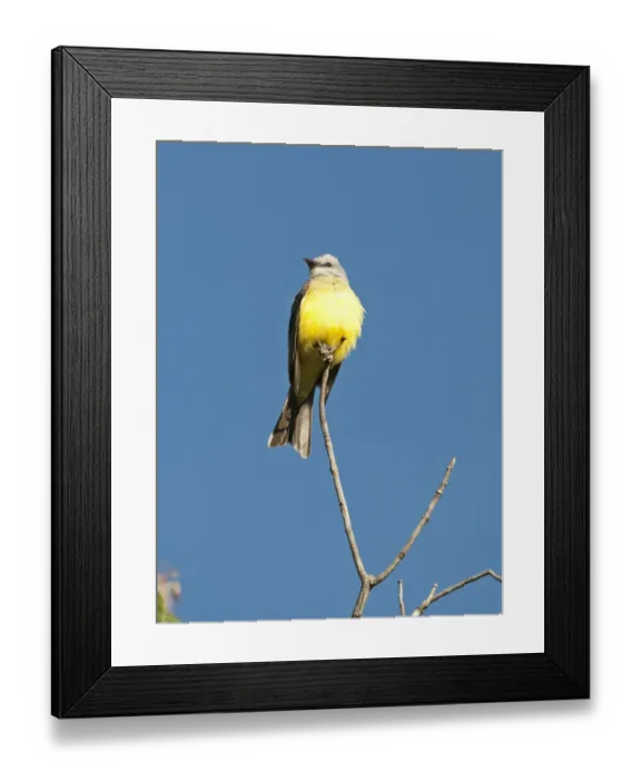 Framed Print : Tropical Kingbird Tyrannus melancholicus Savegre Costa Rica Framed Print : Tropical Kingbird Tyrannus melancholicus Savegre Costa Rica