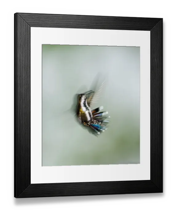 Framed Print : Green-breasted Mango Anthracorcorax prevostii Costa Rica Framed Print : Green-breasted Mango Anthracorcorax prevostii Costa Rica