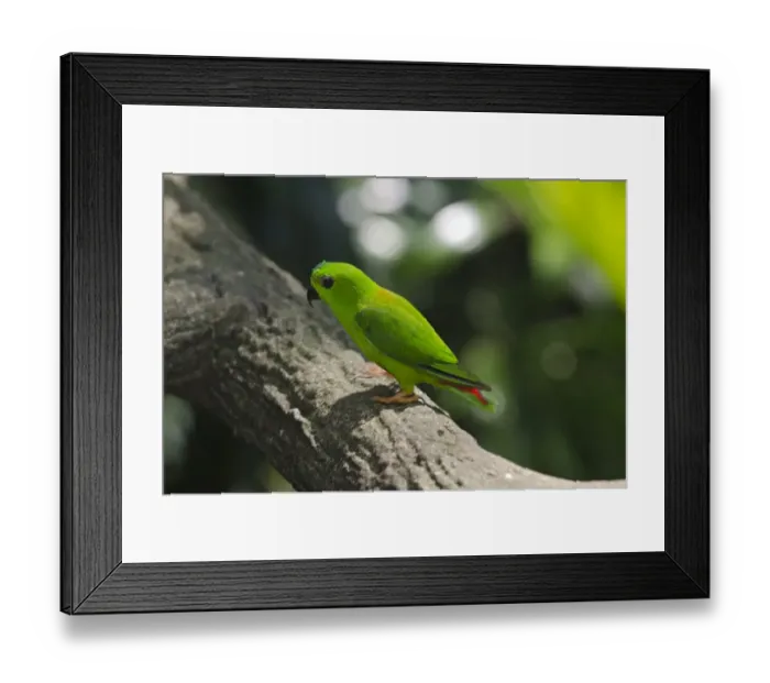 Framed Print : Blue-crowned Hanging Parrot (Loriculus galgulus) found in Thailand and Borneo