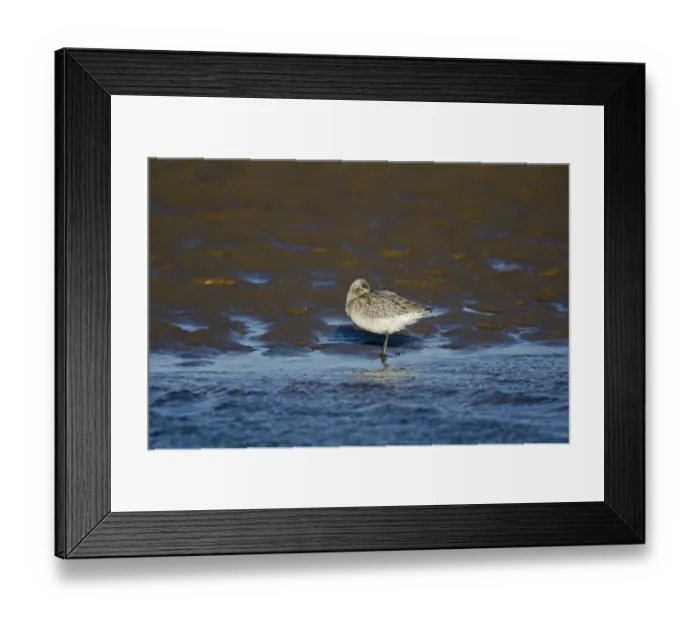 Framed Print : Bar-tailed Godwit (Limosa lapponica) Norfolk winter Framed Print : Bar-tailed Godwit (Limosa lapponica) Norfolk winter