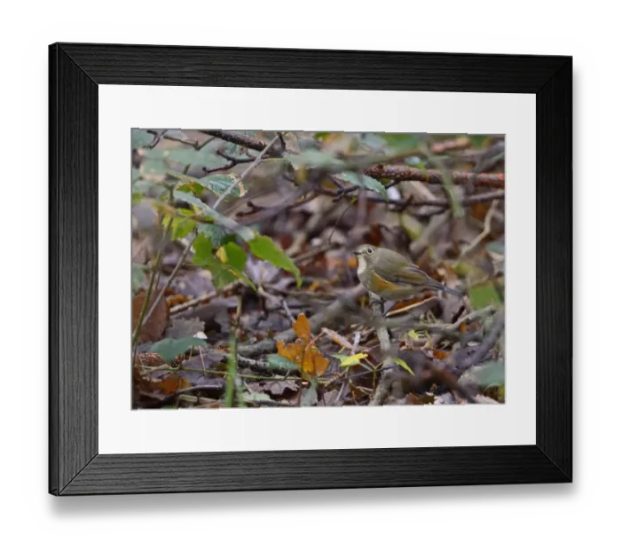 Framed Print : Red-flanked Bluetail (Tarsiger cyanurus), 1 st winter Stiffkey Norfolk October 2012 Framed Print : Red-flanked Bluetail (Tarsiger cyanurus), 1 st winter Stiffkey Norfolk October 2012