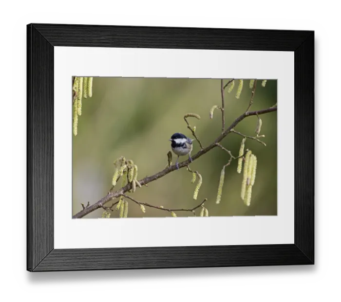 Framed Print : Coal Tit Norfolk spring Framed Print : Coal Tit Norfolk spring